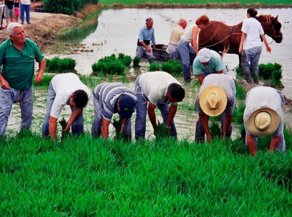 Personas plantando el arroz de las gavillas.